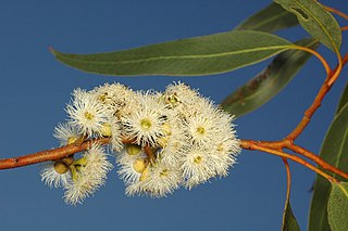 <i>Eucalyptus petraea</i> Species of eucalyptus