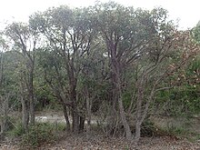 Eucalyptus staeri desire.jpg 