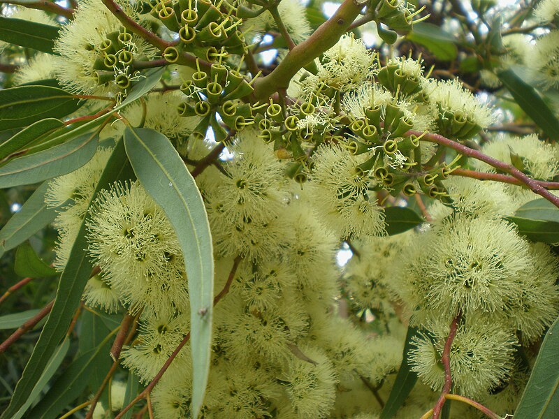 File:Eucalyptus wandoo 2c.JPG