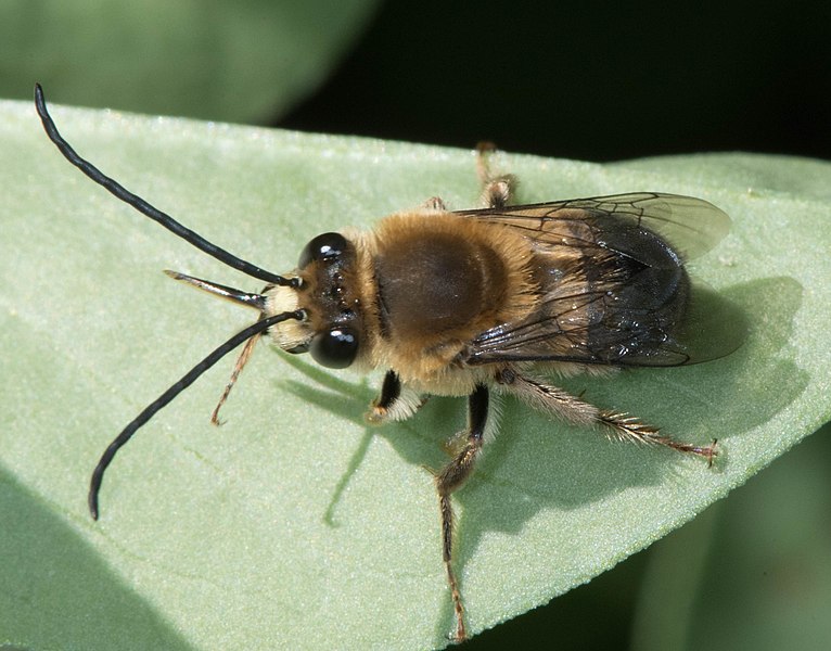 File:Eucera frater.jpg