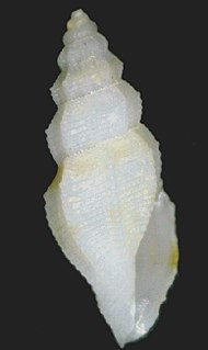 <i>Eucithara delacouriana</i> Species of gastropod