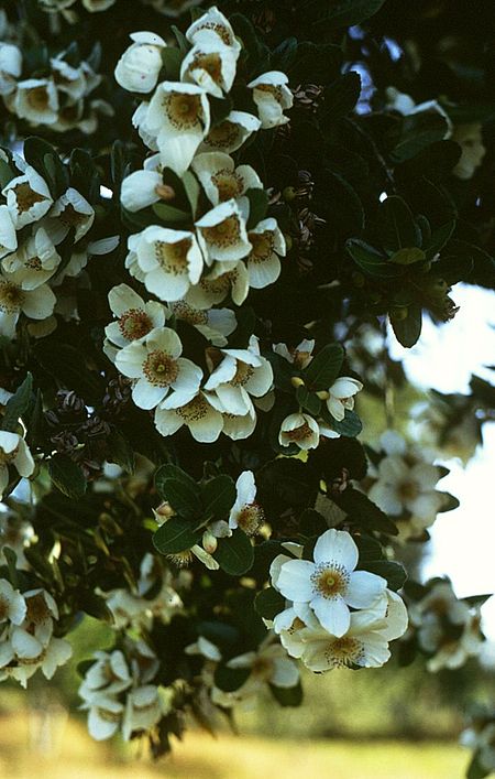 Eucryphia cordifolia