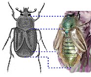 Eulasia pareyssei compare.jpg