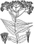 Thumbnail for Eupatorium sessilifolium