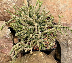 Euphorbia ornithopus1 ies.jpg