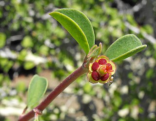 <i>Euphorbia misera</i> Species of flowering plant