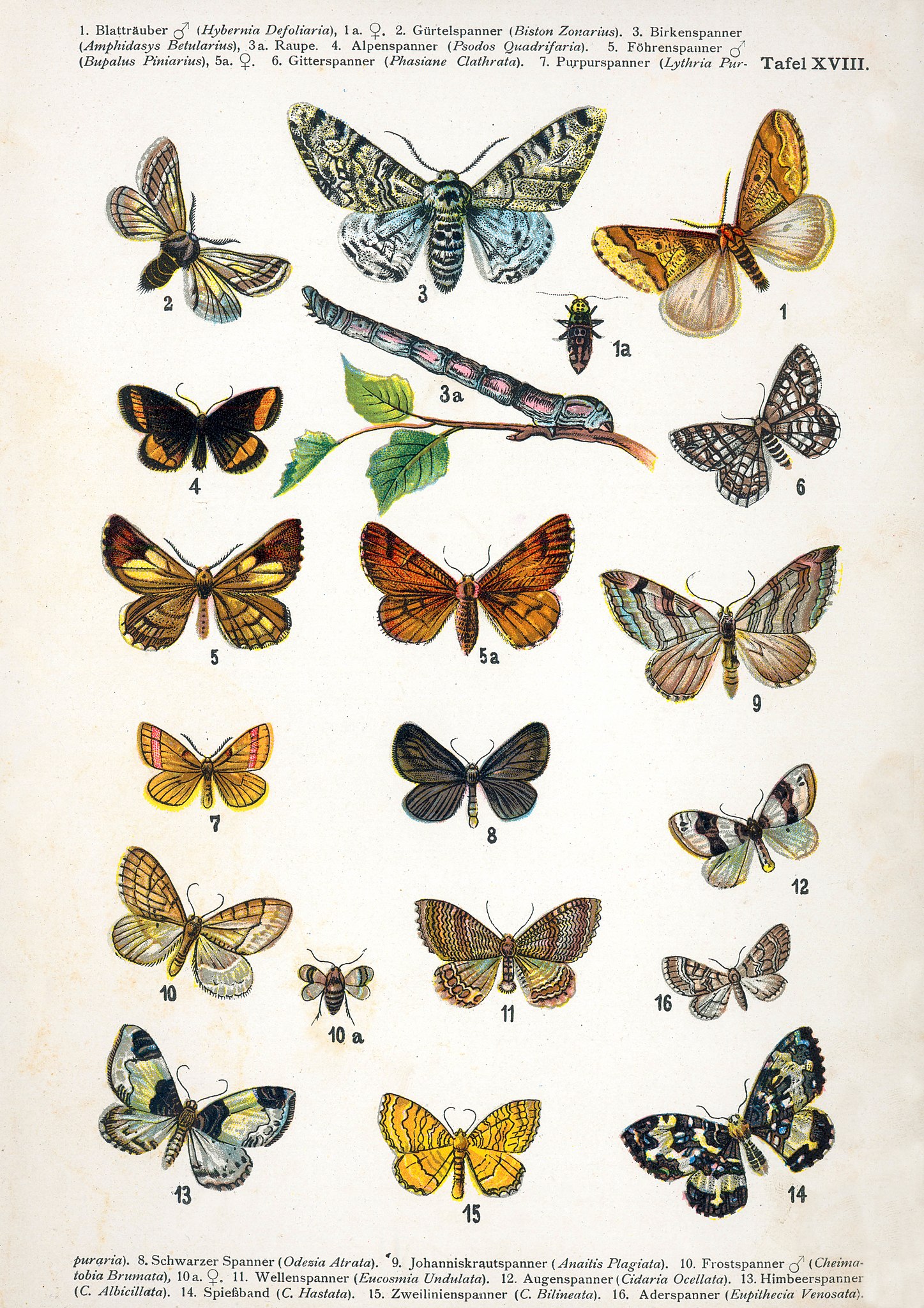 File:European-butterfly 132-XVIII.jpg - Wikimedia Commons