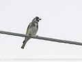 European Goldfinch (Carduelis carduelis) (51119781435).jpg