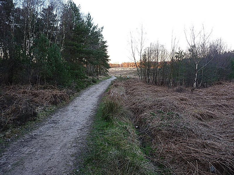 File:Evening on a Cannock Chase bridleway - geograph.org.uk - 3896412.jpg