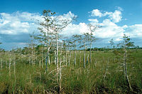 Everglades Nationalpark