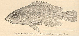 <i>Nosferatu steindachneri</i> Species of fish