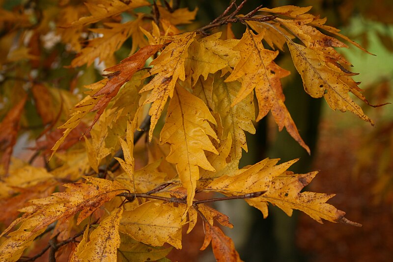 File:Fagus-sylvatica-aspleniifolia.jpg