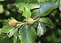 Japaninpyökin (Fagus crenata) hedelmiä