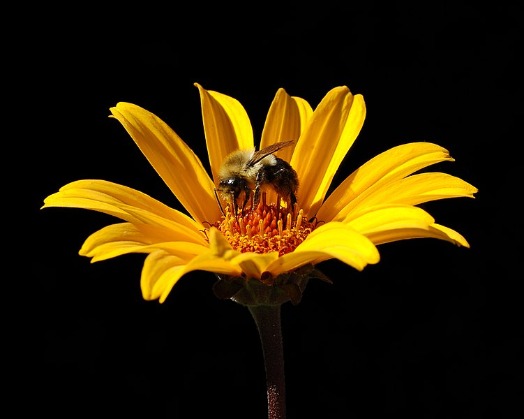 File:False Sunflower Heliopsis helianthoides 'Summer Nights' Bee.jpg