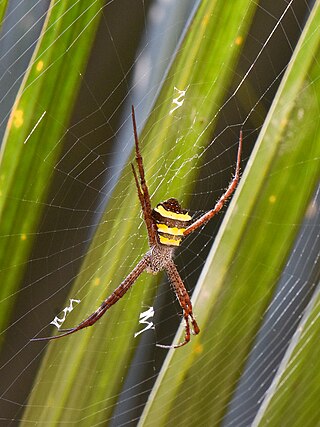 <i>Argiope aemula</i> Species of spider