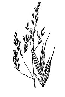 <i>Festuca elmeri</i> Species of flowering plant