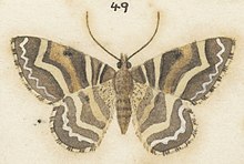 Illustration of female Fig 49 MA I437614 TePapa Plate-XV-The-butterflies full (cropped).jpg