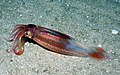 A squid from Southeast U.S. shelf/slope area