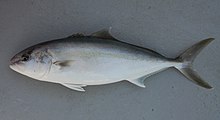 Greater Amberjack ( Seriola Dumerili ). Gulf of Mexico. Credit: SEFSC Pascagoula Laboratory; Collection of Brandi Noble, NOAA/NMFS/SEFSC. Notice the elongated body, the short very streamlined dorsal and Pelvic Fins and the Tuna like tail. Fish4446 - Flickr - NOAA Photo Library.jpg