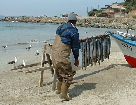 Tập_tin:Fisherman-chile.jpg