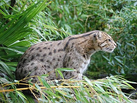 ไฟล์:Fishing_Cat_Pessac_zoo.jpg