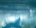English: Flamingos in Makgadikgadi Pan. Македонски: Фламинга во езерото Макгадикгади.