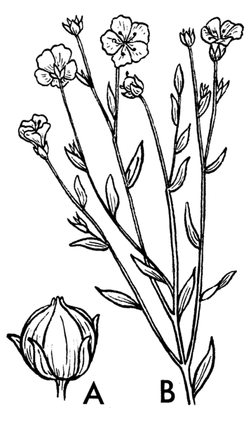 File:Flax (PSF).png