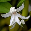 Dendrobium fugax flower