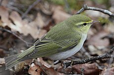 Flickr - Rainbirder - Wood warbler (Phylloscopus sibilatrix).jpg