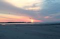 Flock of red knots at Folly Beach (19902050663).jpg