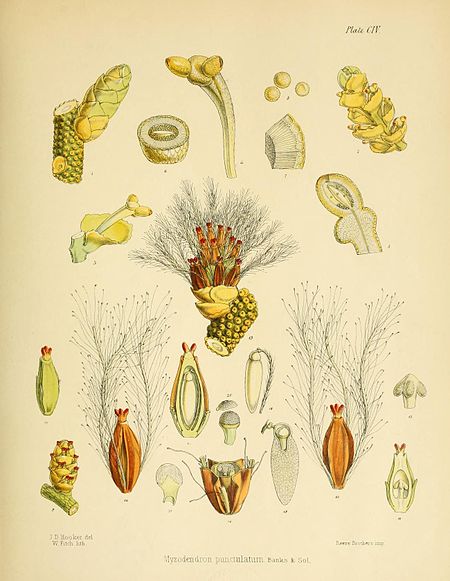 Plate CIV; Myzodendron punctulatum Banks & Sol.; J.D. Hooker Del. W. Fitch lith.; Reeve Brothers Imp.