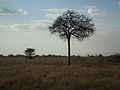Flora of Tanzania 1076 Nevit.jpg