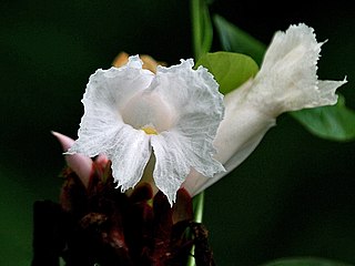 <i>Cheilocostus</i> Genus of flowering plants