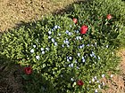 Flowers of Nemophila menziesii in Nokonoshima Island Park.jpg