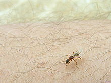 Ant on human flesh Formiga 050806 134.jpg