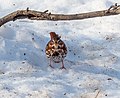 Thumbnail for File:Fox sparrow in Central Park (11000).jpg