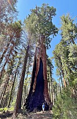 Franklin (Sequoia National Park)