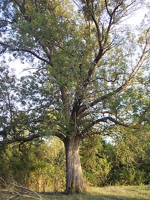 Blauwe es (Fraxinus quadrangulata)