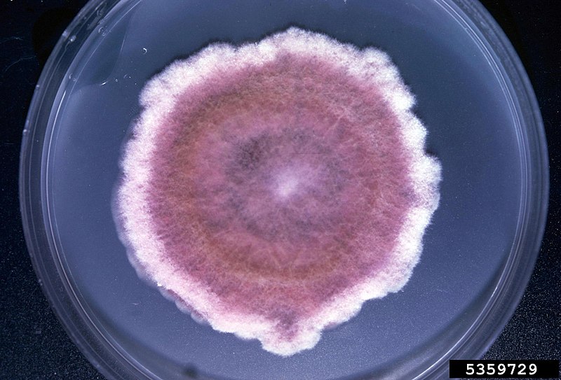 File:Fusarium poae.jpg