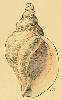 <i>Volutopsius</i> genus of molluscs