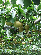fruits cultivating.