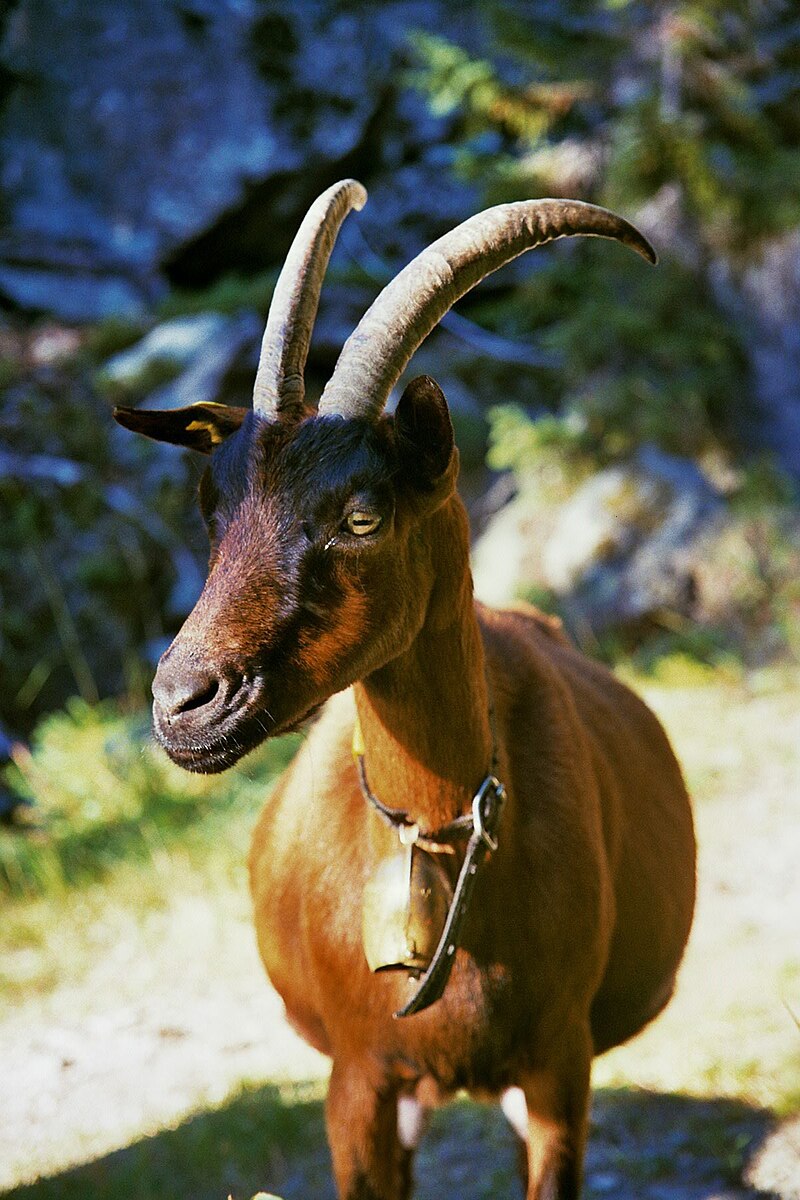 The chamois is a species of goat-antelope by strichpunkt