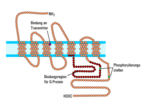 Vorschaubild für Muskarinischer Acetylcholinrezeptor