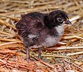 * Nomination Chick, Bird park Steinen, Germany --Llez 05:16, 26 July 2023 (UTC) * Promotion  Support Good quality. --Palauenc05 05:25, 26 July 2023 (UTC)