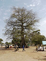 State Tree of Guinea