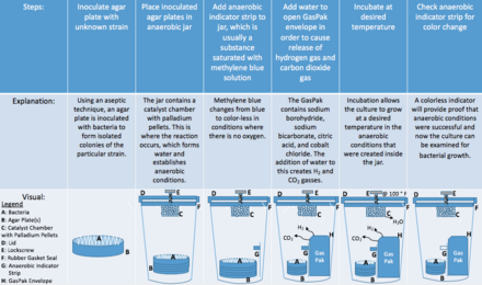 This table displays the steps involved in using a GasPak to create a completely anaerobic environment for incubating an inoculated agar plate. After inoculating the agar plate(s) with bacteria under aseptic conditions, the agar plates are placed in an anaerobic jar that contains components, like the catalyst chamber, that will help facilitate the reaction to eliminate free oxygen and provide completely anaerobic conditions. The methylene blue strip is an indicator that is placed in the jar that will turn colorless under entirely anaerobic conditions, which provides proof that the jar was able to successfully reach an anaerobic state. The components of the GasPak envelope along with the addition of water, allow for the start of the reaction that takes place in the catalyst chamber. The sealed anaerobic jar is then incubated at a desired temperature to allow growth of the bacteria. In the above figure for example, the incubation occurred at 100deg Fahrenheit. A colorless indicator strip provides proof that the anaerobic conditions were met and the agar plates can now be observed for bacterial growth. Gas Pak.png