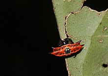 Danny S.-1.JPG tomonidan yaratilgan Gasteracantha quadrispinosa