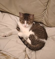 Gatto nero - Wikipedia