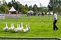 Geese Herder at Virginia Show