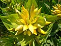 Gentiana lutea